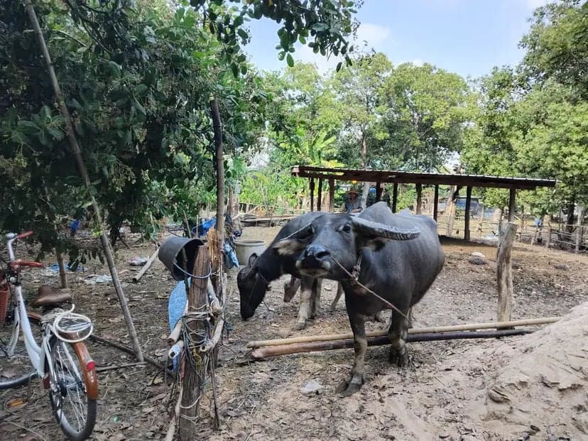 I took this picture nearby the Preah Vihear Temple. Auntie, a farmer, was feeding a big buffalo. I tried to greet it, but it ran toward me, so I took this picture while escaping.